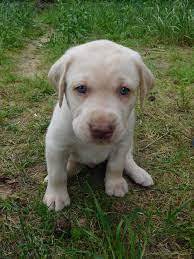 Champagne lab puppies for sale in texas. Meet Our Puppies Silver Labrador Puppies For Sale Puppies Labrador Retriever