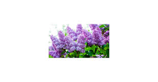 Image result for Nervilia lilacea