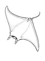 The heaviest weight alone has ever been measured to reach around 3 tons. Manta Ray Colouring Pages In 2020 With Images Manta Ray Art Ray Tattoo Animal Coloring Pages Manta Ray Art Ray Tattoo Stingray Tattoo