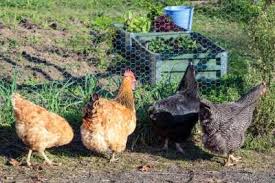 Dried oregano can also be added to their daily feed. Ways To Keep Chickens Out Of Your Garden