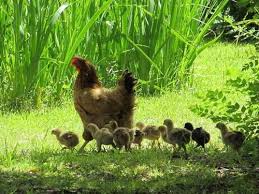 Wildlifeexperience Visit Us To Experience The Wildlife Wildlife Experience Chickens Backyard Chickens Animals