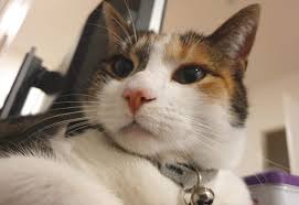 Petfinder.my provides the largest malaysian listing of dogs and cats for adoption and sale, assisting rescued pets in seeking shelter and fosterers. Isla The Cat Tankerous Furball Who Just Wants Scratches Free Malaysia Today Fmt