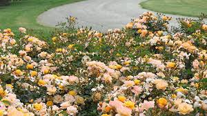 For more information on the various residential services we offer, check out our residential great for ornamental ground cover. 5 Ways To Design With Flower Carpet Roses