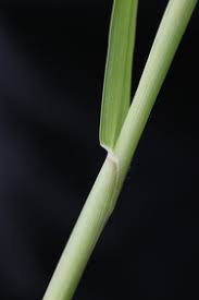 Image result for Cenchrus incertus