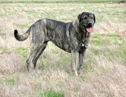 Brindle Anatolian Shepherd Dog Takas Bathsheba Kangal Dog Anatolian Shepherd Dog Dogs