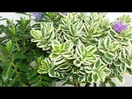 Image result for shrubby veronica hebe