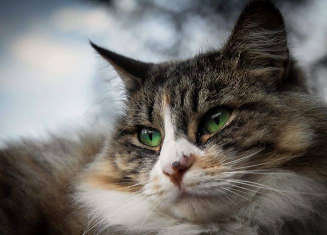 Cat Eye Infection: Recognize the Signs | Canna-Pet