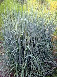 Image result for Sorghastrum stipoides