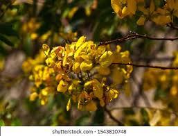 Image result for Senna singueana