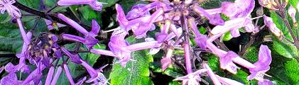 Image result for Plectranthus alboviolaceus