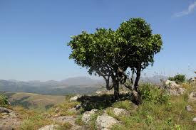 Image result for Myrica pilulifera