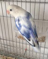 Maybe you would like to learn more about one of these? Adult Blue Sable Male Lovebird For Sale In Staten Island New York Classified Americanlisted Com