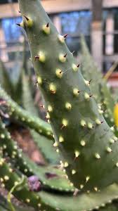 Image result for Aloe aculeata × excelsa
