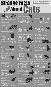 Pin By Amanda Chades On Cat Training Cat Facts Cat Training Cat Language