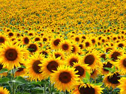 The sunflower (helianthus annuus) is a true annual plant that sprouts, matures, flowers, and dies in a single growing season. Making Sunlight Liquid A Brief History Of Sunflowers