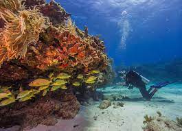 Take a photographic tour and learn about what to see and do when you visit this water world in florida. Plan Your Visit Biscayne National Park U S National Park Service