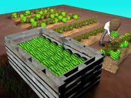 They cause reduced plant stand (population). 3 Ways To Grow Watermelons Wikihow