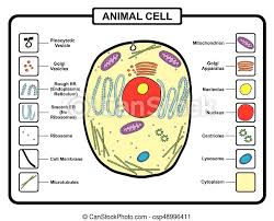 It ranges in size between 1 and 100 micrometers and is surrounded by a plasma membrane, which forms a selective barrier allowing nutrients to enter and waste products to leave. Animal Cell Structure Anatomy With All Parts For Biology Science Education Canstock