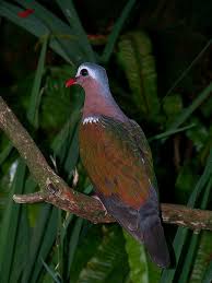 Palomita Esmeralda Dorsiverde Chalcophaps Indica Es Un Ave De La Familia Columbidae De Entre 23 Y 26 Cm Habita En El Sur De Asia Guzel Kuslar Hayvanlar Kus
