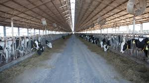 Check spelling or type a new query. Feedpad Shade Structures On Dairy Farms Dairy Australia