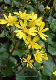 We make a small commission if you buy the products from these links (at. 20 Perennials For Shade That Bloom All Summer With Pictures