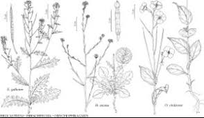 Image result for Erucastrum