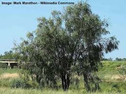 All three subfamilies produce typical legume seed pods that either split open or remained closed at maturity, but their flowers are quite different. Acacia Trees Types Leaves Flowers Thorns Identification With Pictures
