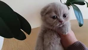 See more ideas about baju melayu, custom costumes, malaysian clothes. Scottish Fold Malaysia Home Facebook
