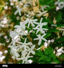 Image result for Aframomum polyanthum