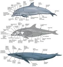 Dolphin Whale Anatomy Skeleton Diagram Whale Dolphins Cetacean
