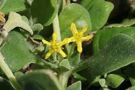 Image result for Tetragonia spicata