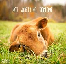 Why Go Vegetarian Animals Vegan Animals Animals Beautiful