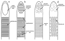 The morphology of vessel members: the types of perforation ...