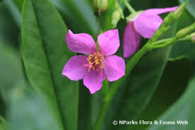 Image result for Talinum fruticosum