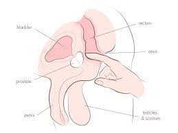 Many men, particularly straight men who had never experienced any form of perineal or rectal stimulation, find that the practice of prostate massage offers them an entrance to a much deeper and more intense dimension of sexual. Prostate Massage 101 Multiple Gigantic Shaking Full Body Orgasms