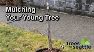 Washington weed free hay and mulch program (wwham) the wwham program is now run by the washington state department of agriculture's (wsda) plant services program. Mulching Your Tree Trees Seattle Gov