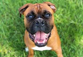 Easily stop boxer puppy aggression with proper training techniques | your puppy can be corrected i recently bought a boxer puppy. Another Title