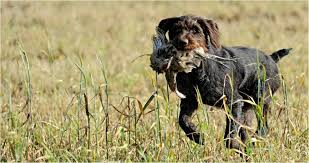 Image result for český fousek stavba těla