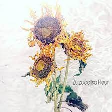Cara membuat kolase bunga matahari dari daun jambu kering sangat mudah dipraktekkan. Jual Dried Flower Sunflower Bunga Matahari Kering Medium Di Lapak Walkkk Bukalapak