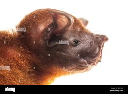 Image result for Rhipidoglossum burttii