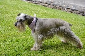 Schnauzer Hair Cuts Style Ideas With Photos And Grooming