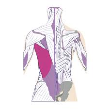The coracobrachialis and pectoralis major muscles connect the humerus anteriorly to the scapula and ribs, flexing and adducting the arm toward the front of the body when you reach forward to grab an object. Back Muscles Anatomy Of Upper Middle Lower Back Pain In Diagrams Goodpath