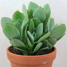 The jade plant, also known as the money plant, is a common indoor succulent native to south africa and mozambique. Crassula Arborescens Ssp Undulatifolia Arborescens Pretty Plants Cacti And Succulents