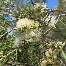 Image result for Melaleuca sp. A (Biegel 5741)