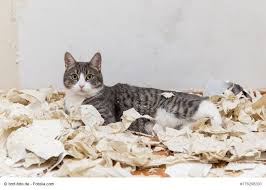 Tolle Beschaftigungsideen Fur Katzen Haustiermagazin Wohnungskatzen Katzen Wohnungen Hauskatze