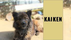 Learn about your this breed of dog with our extensive breed profile. Kai Ken 12 Dog Breed Information You Must Know Petmoo