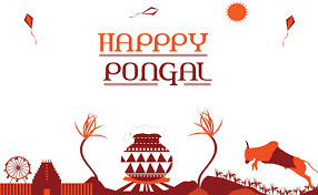 Pongal is also celebrated as the harvest festival and it coincides with observance of lohri, makar sankranti and bhogali bihu. Uy9h R Dvvlb4m