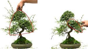 Chinese elms are strong, adaptable, and make a great tree for those just starting out in trimming & pinching trimming and pinching keep your tree miniature. Bonsai Pruning Chinese Elm Bonsaischule Wenddorf