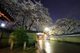 建仁寺 夜桜 高画質 写真 夜桜 京都 桜 風景