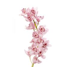 Pink Mini Cymbidium Orchids All Year Cymbidium Orchids Pink Orchids Orchids
